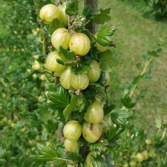 Ribes uva-crispa 'Invicta'