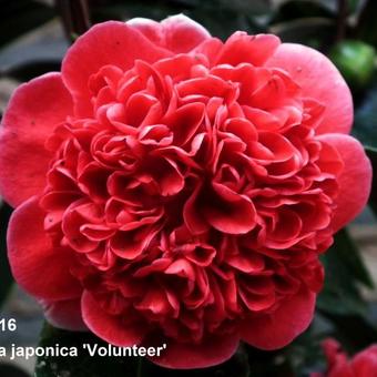 Camellia japonica 'Volunteer'