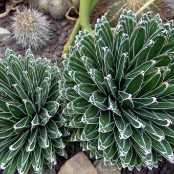 Agave victoriae-reginae