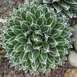 Agave victoriae-reginae - 