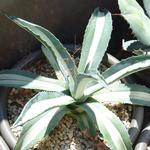 Agave americana 'Mediopicta Alba' - 