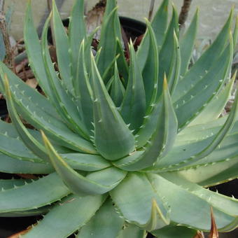 Aloe polyphylla