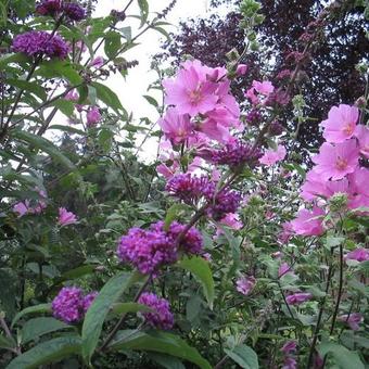 Buddleja davidii 'Border Beauty'