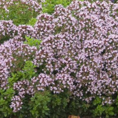 Origanum vulgare 'Compactum' - Origanum vulgare 'Compactum'