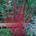 Cornus alba 'Sibirica' - CORNOUILLER DE SIBÉRIE, CORNOUILLER BLANC