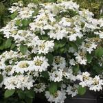 Viburnum plicatum 'Watanabe' - 