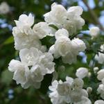 Philadelphus 'Virginal' - SERINGAT 'VIRGINAL',  JASMIN DES POÈTES