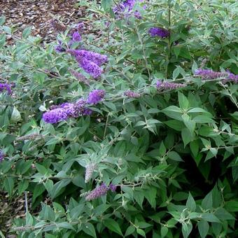 Buddleja davidii ’Nanho Blue’