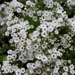 Gypsophila paniculata - Gypsophile paniculée