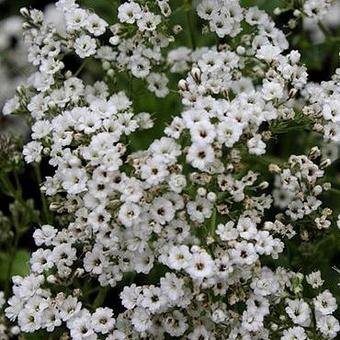 Gypsophila paniculata