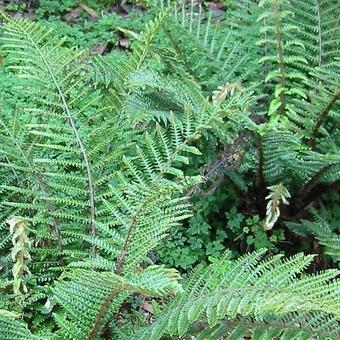 Polystichum polyblepharum