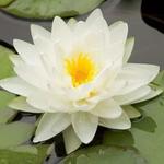 Nymphaea 'Albatros' - 