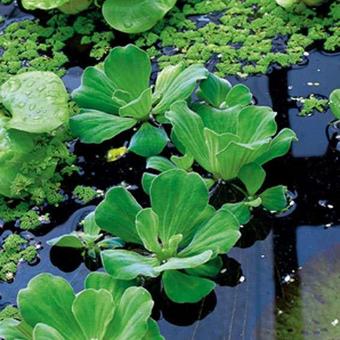 Pistia stratiotes