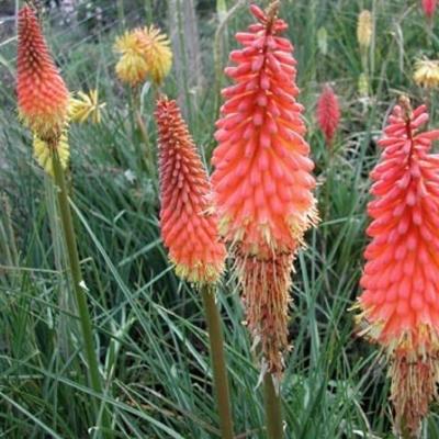 Kniphofia 'Alcazar'