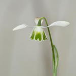 Galanthus 'Dionysus' - 