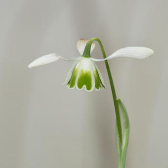 Galanthus 'Dionysus'