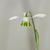 Galanthus 'Dionysus'