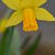 Narcissus 'Jetfire'