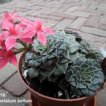 Graptopetalum bellum