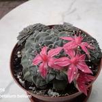 Graptopetalum bellum - Kolibri-Felsenrose