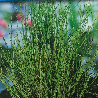 Zwerg-Schachtelhalm - Equisetum scirpoides