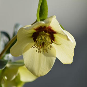 Helleborus orientalis