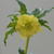 Helleborus orientalis