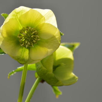 Helleborus orientalis