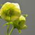 Helleborus orientalis