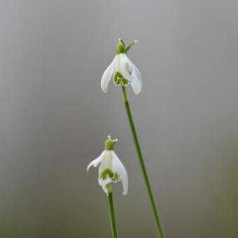 Galanthus nivalis