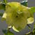 Helleborus orientalis