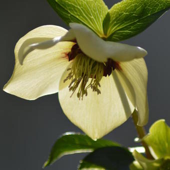 Helleborus orientalis