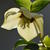 Helleborus orientalis