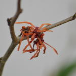 Hamamelis x intermedia 'Aphrodite' - 