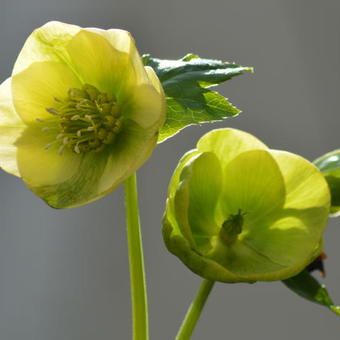 Helleborus orientalis