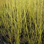 Cornus sericea 'Flaviramea' - 