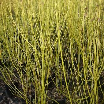 Cornus sericea 'Flaviramea'