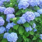 Hydrangea macrophylla  'Nikko Blue' - Hydrangea macrophylla 'Nikko Blue'