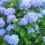 Hydrangea macrophylla  'Nikko Blue'