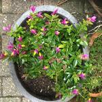 Polygala chamaebuxus 'Purple Passion' - 