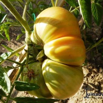 Solanum lycopersicum esculentum 'Pineapple'