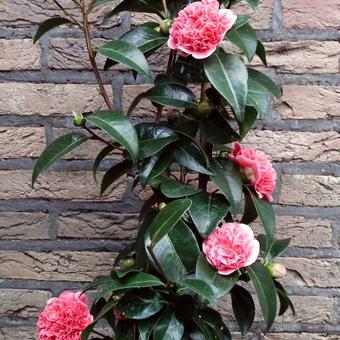 Camellia japonica 'Volunteer'