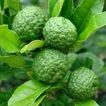 Citrus hystrix - 