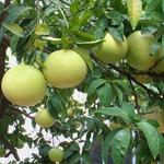 Citrus x paradisi - 