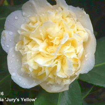 Camellia x williamsii 'Jury's Yellow'