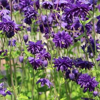 Aquilegia vulgaris 'Blue Barlow'