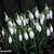 Galanthus nivalis