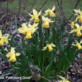 Narcissus 'February Gold'