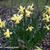 Narcissus 'February Gold'