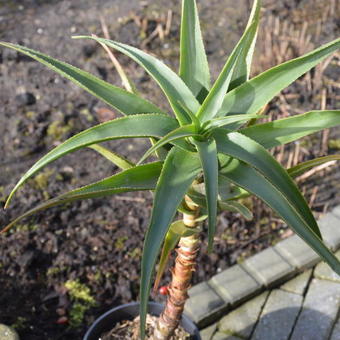 Aloe striatula